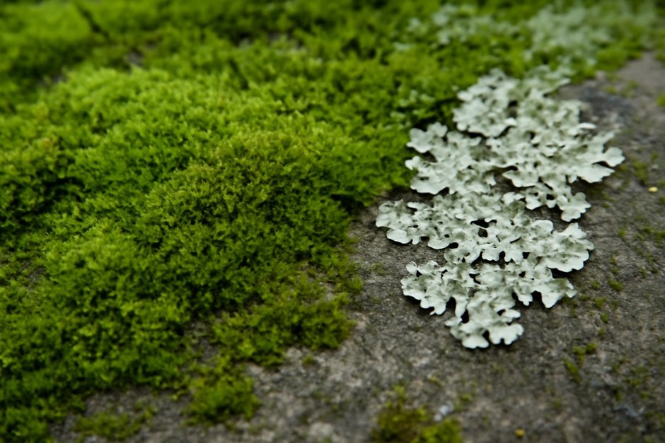 Close-up of green moss and pale lichen on a damp stone surface